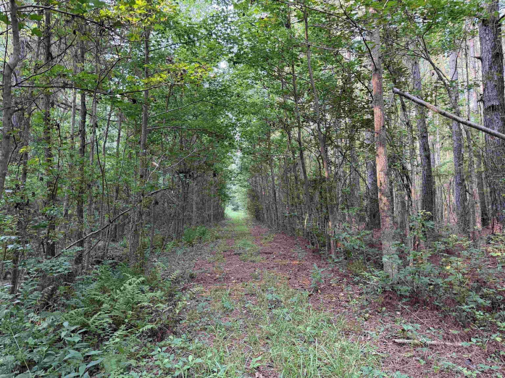 81.30 Acres - Blackberry Rd.  Photo 18