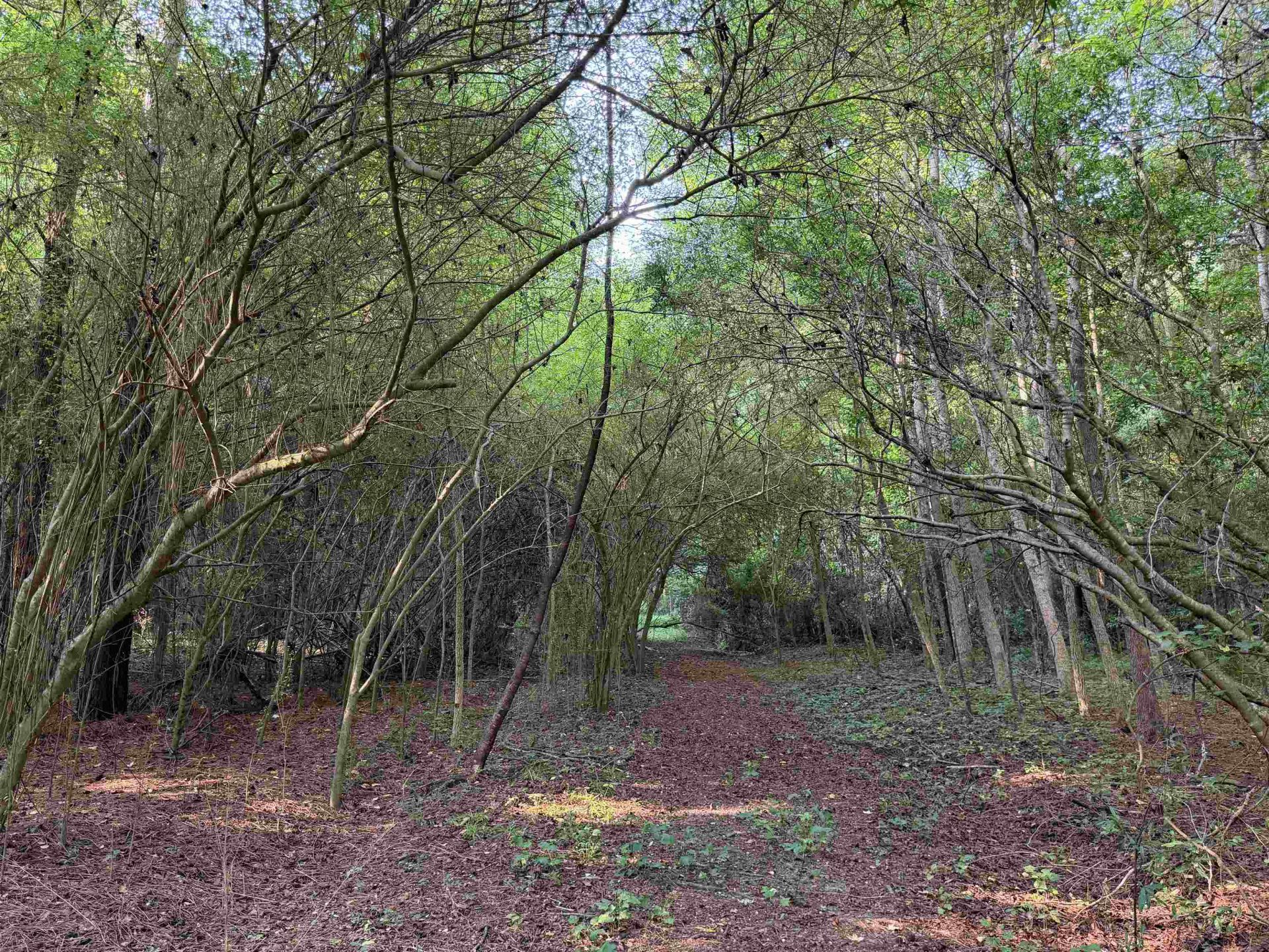 81.30 Acres - Blackberry Rd.  Photo 19