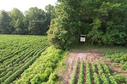 81.30 Acres - Blackberry Rd.  photo 4