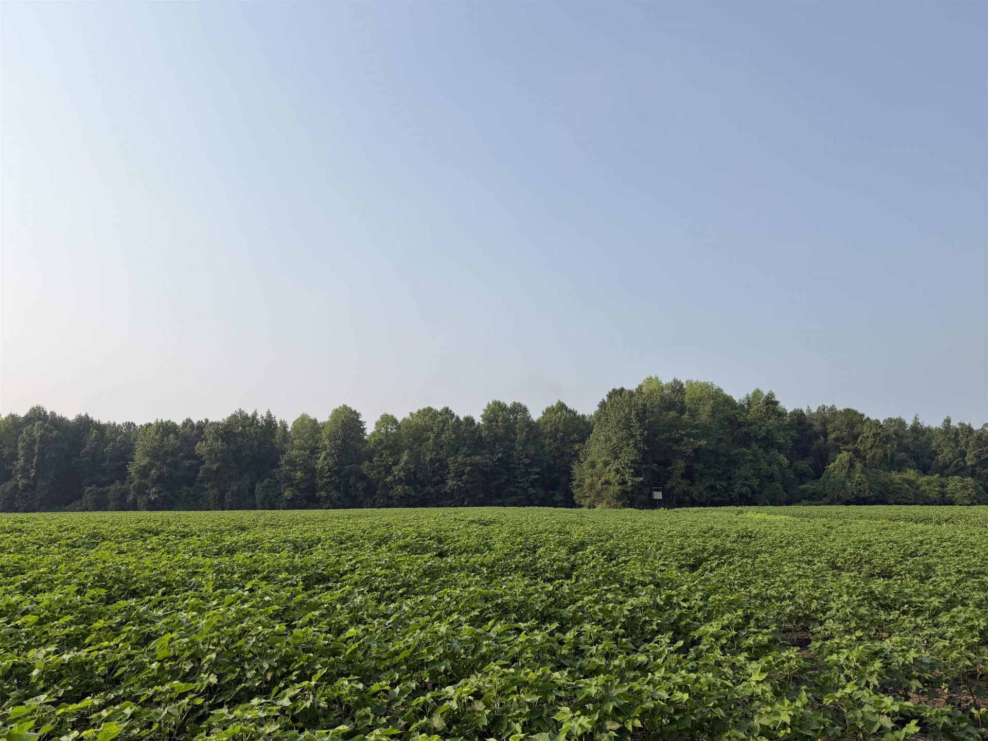 81.30 Acres - Blackberry Rd.  Photo 20