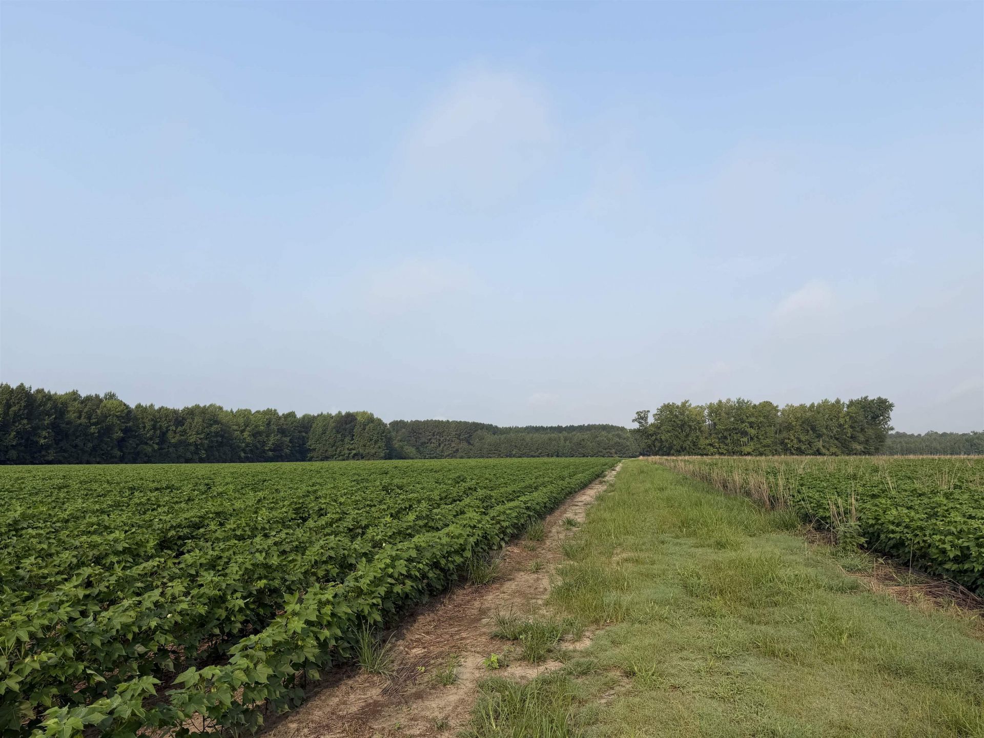 81.30 Acres - Blackberry Rd.  Photo 21