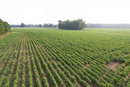 81.30 Acres - Blackberry Rd.  photo 4
