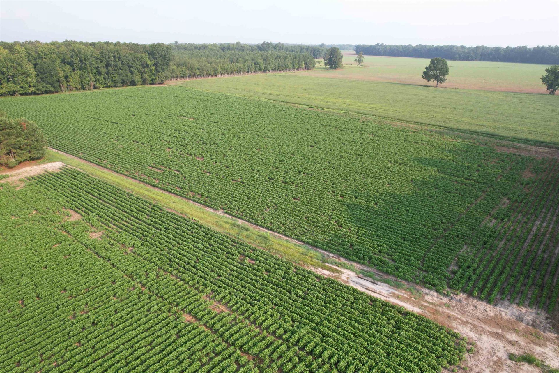 81.30 Acres - Blackberry Rd.  Photo 4