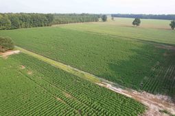 81.30 Acres - Blackberry Rd.  photo 4