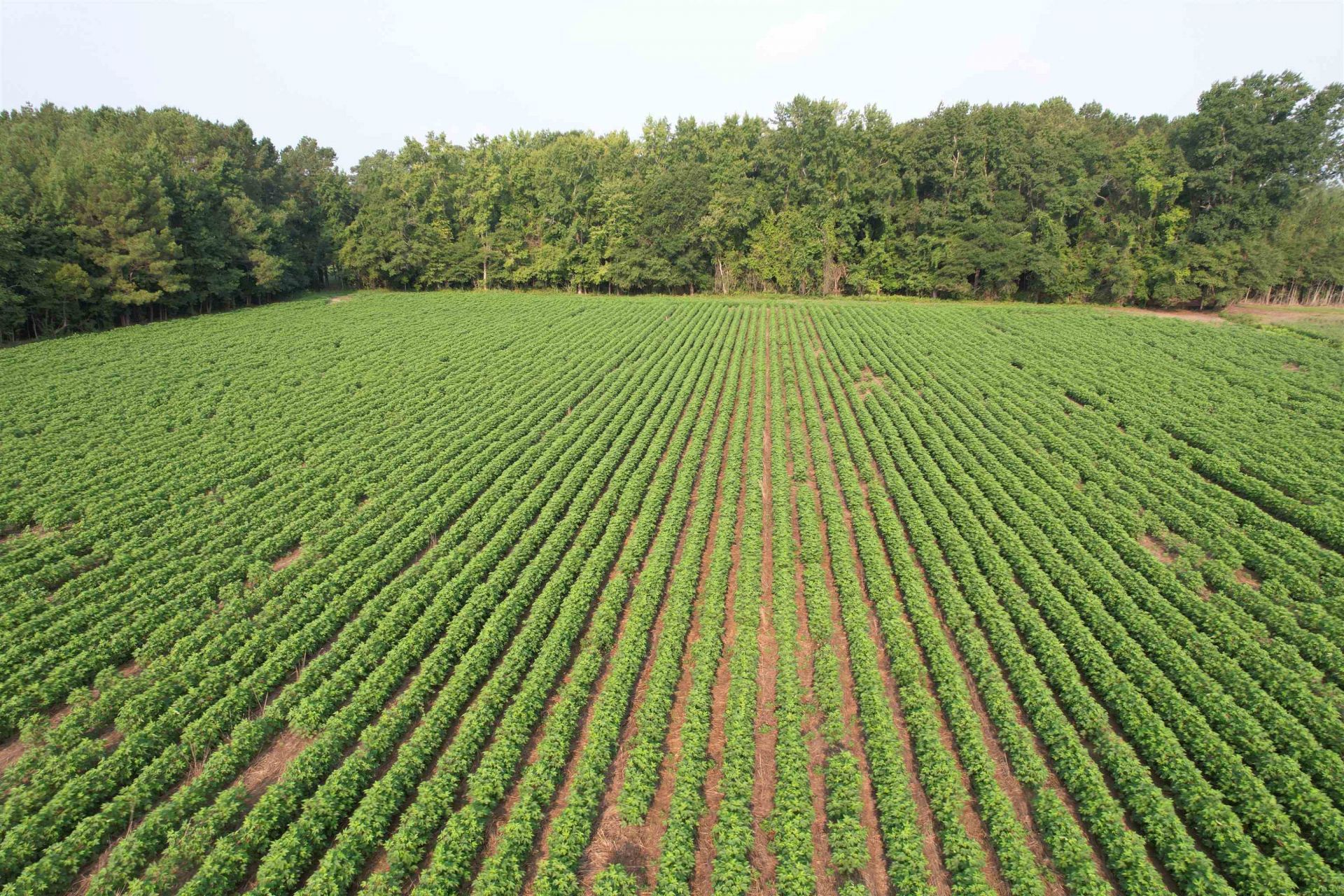 81.30 Acres - Blackberry Rd.  Photo 5
