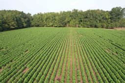 81.30 Acres - Blackberry Rd.  photo 4