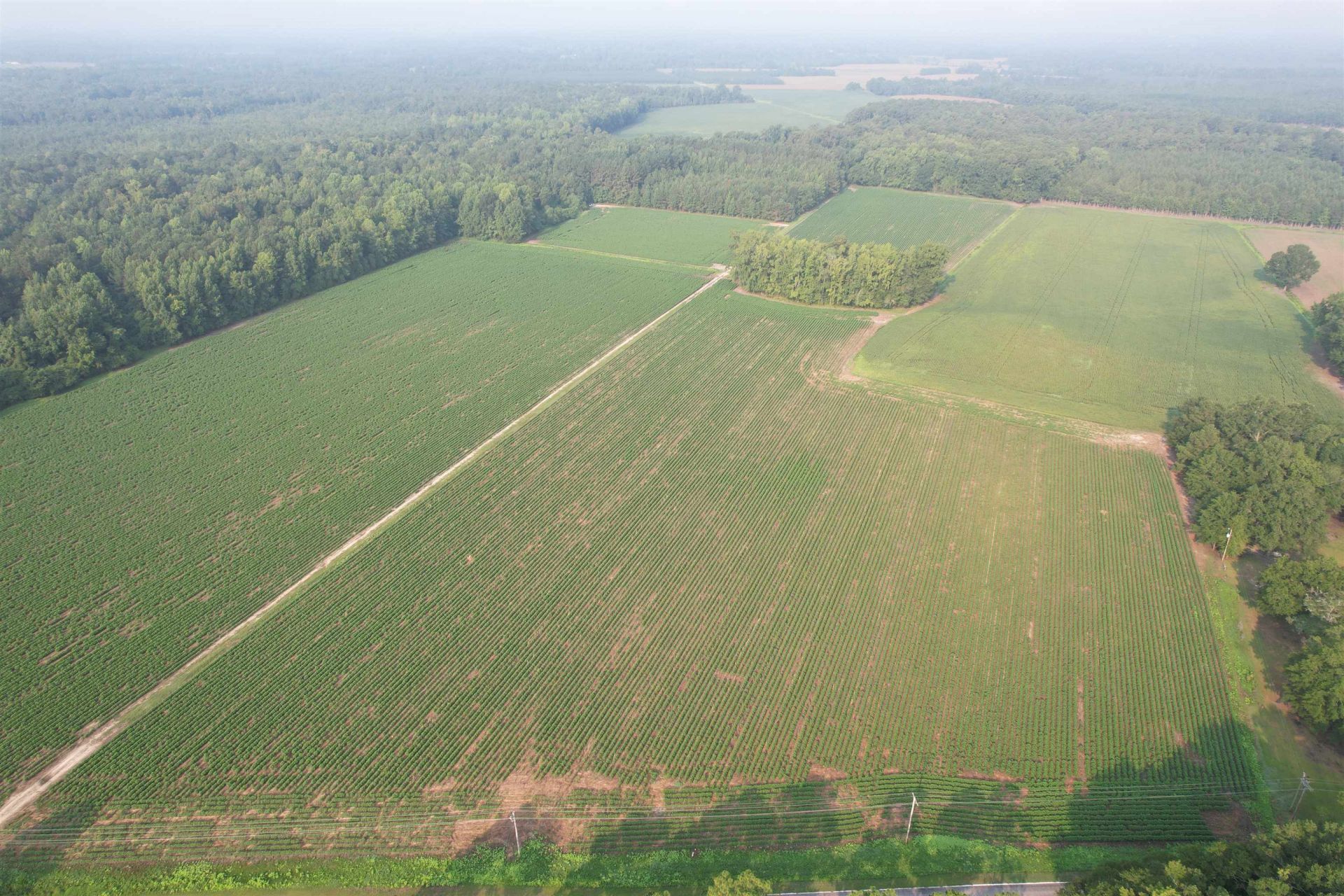 81.30 Acres - Blackberry Rd.  Photo 6