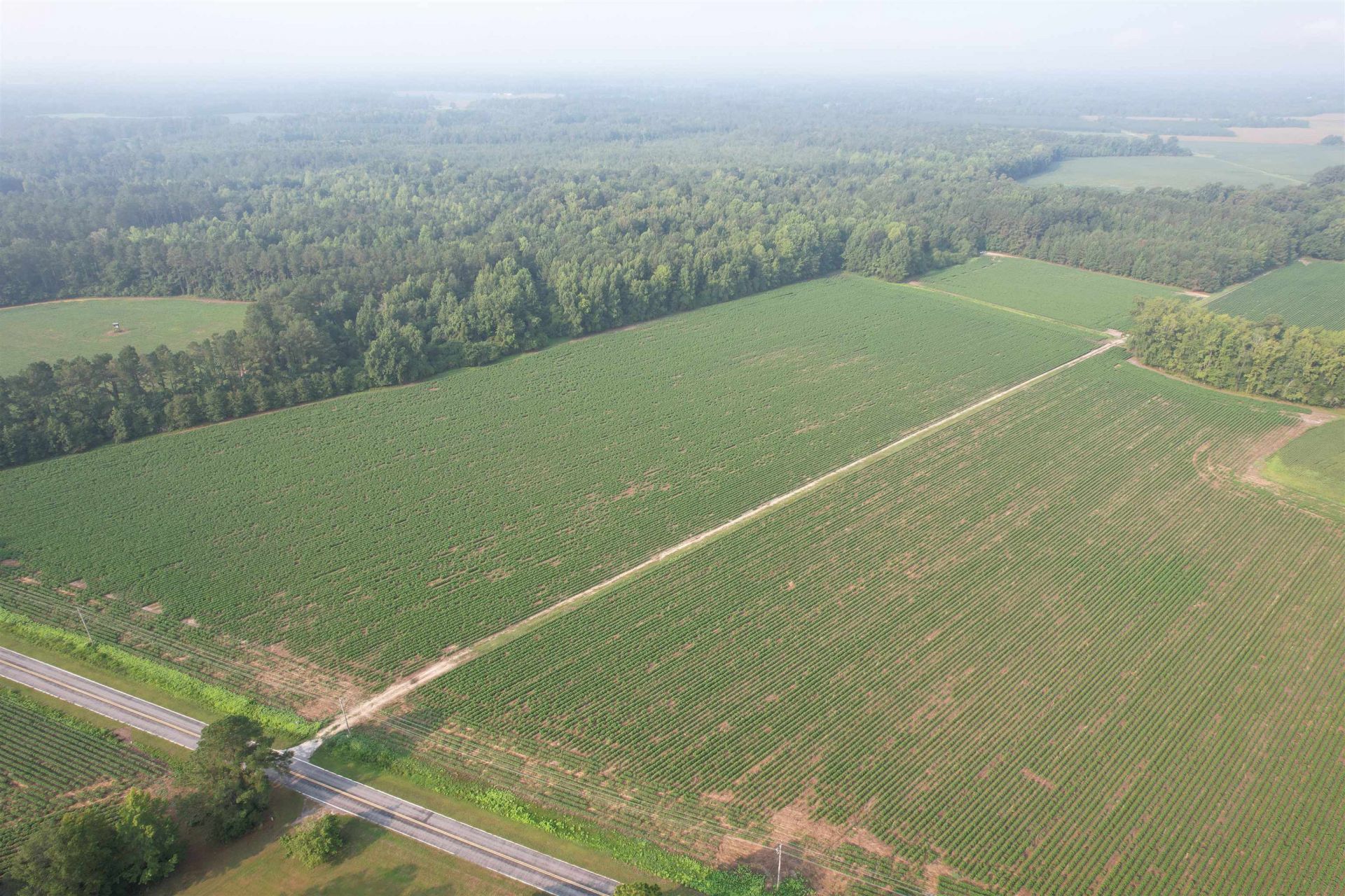 81.30 Acres - Blackberry Rd.  Photo 7