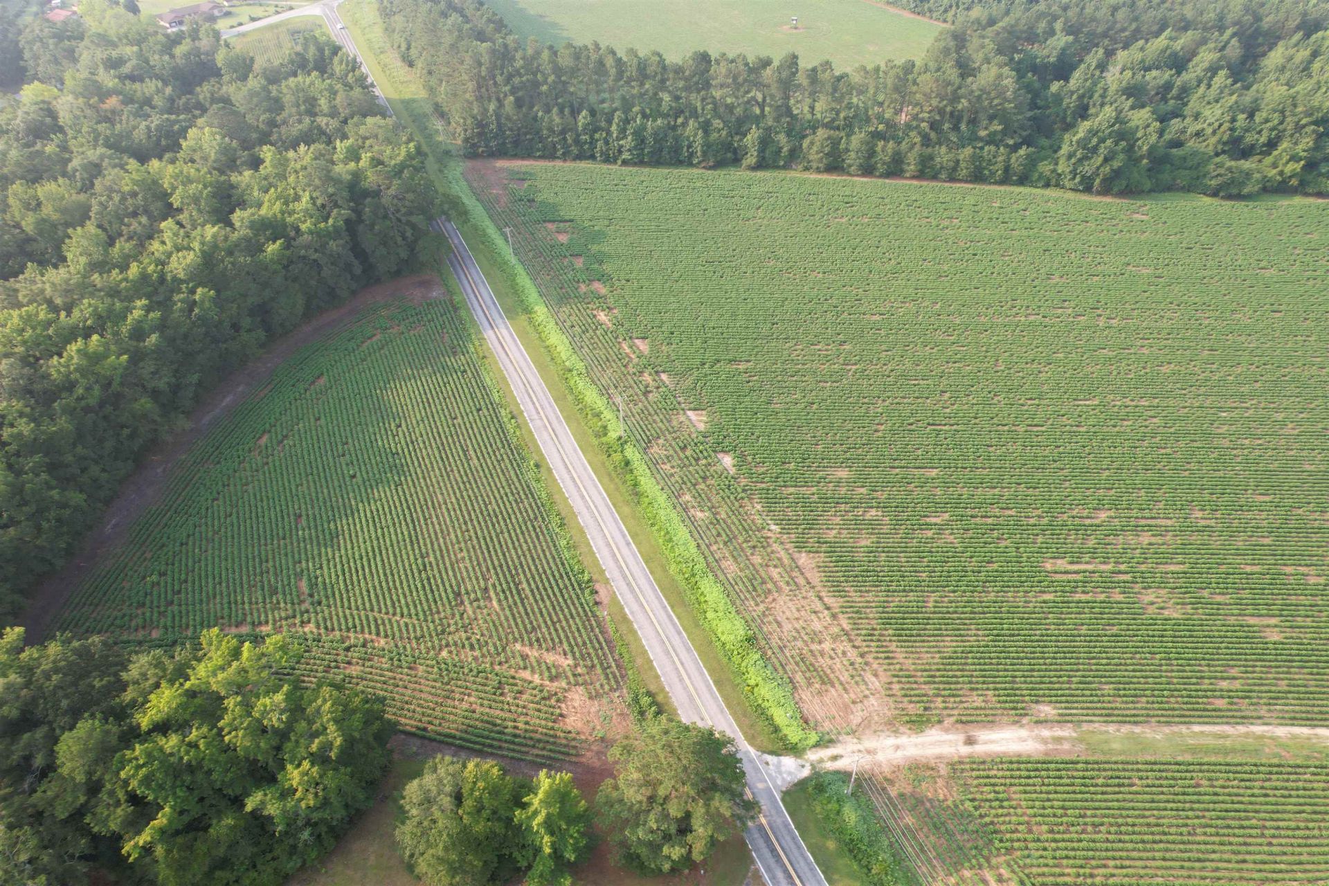 81.30 Acres - Blackberry Rd.  Photo 8