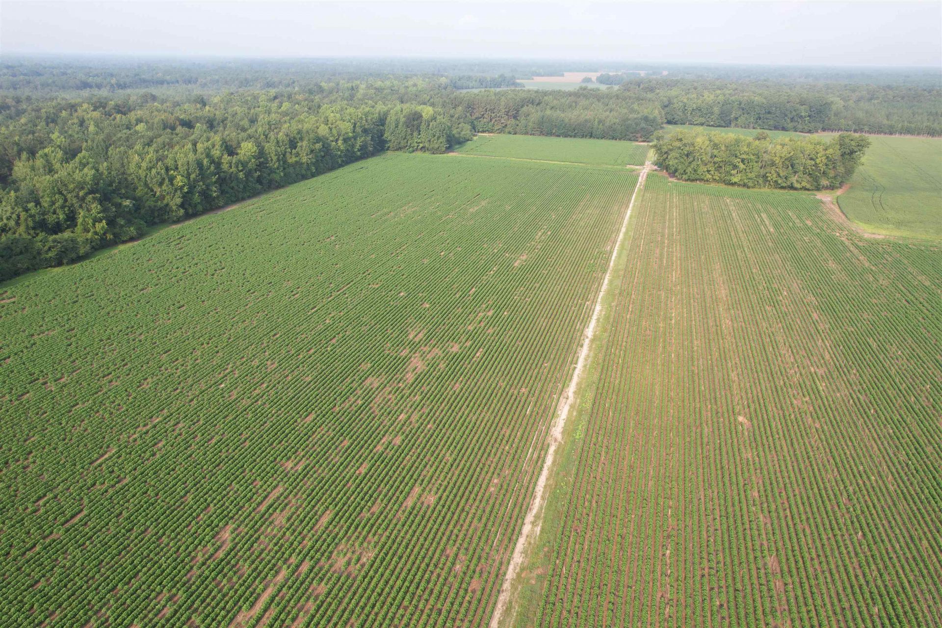 81.30 Acres - Blackberry Rd.  Photo 9