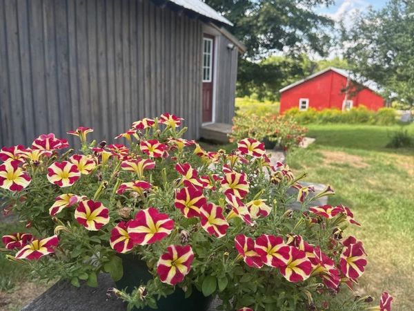 484 Vaughan Road, Newbury, VT 05051