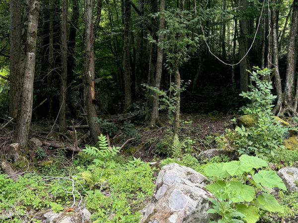 Tbd Stocton Road, Roan Mountain, TN 37687