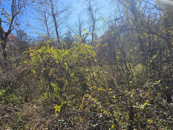 000 Spruce Avenue , Merriam Woods, MO 65740