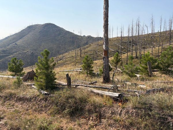 0 Pine Acres Rd, Bellvue, CO 80512