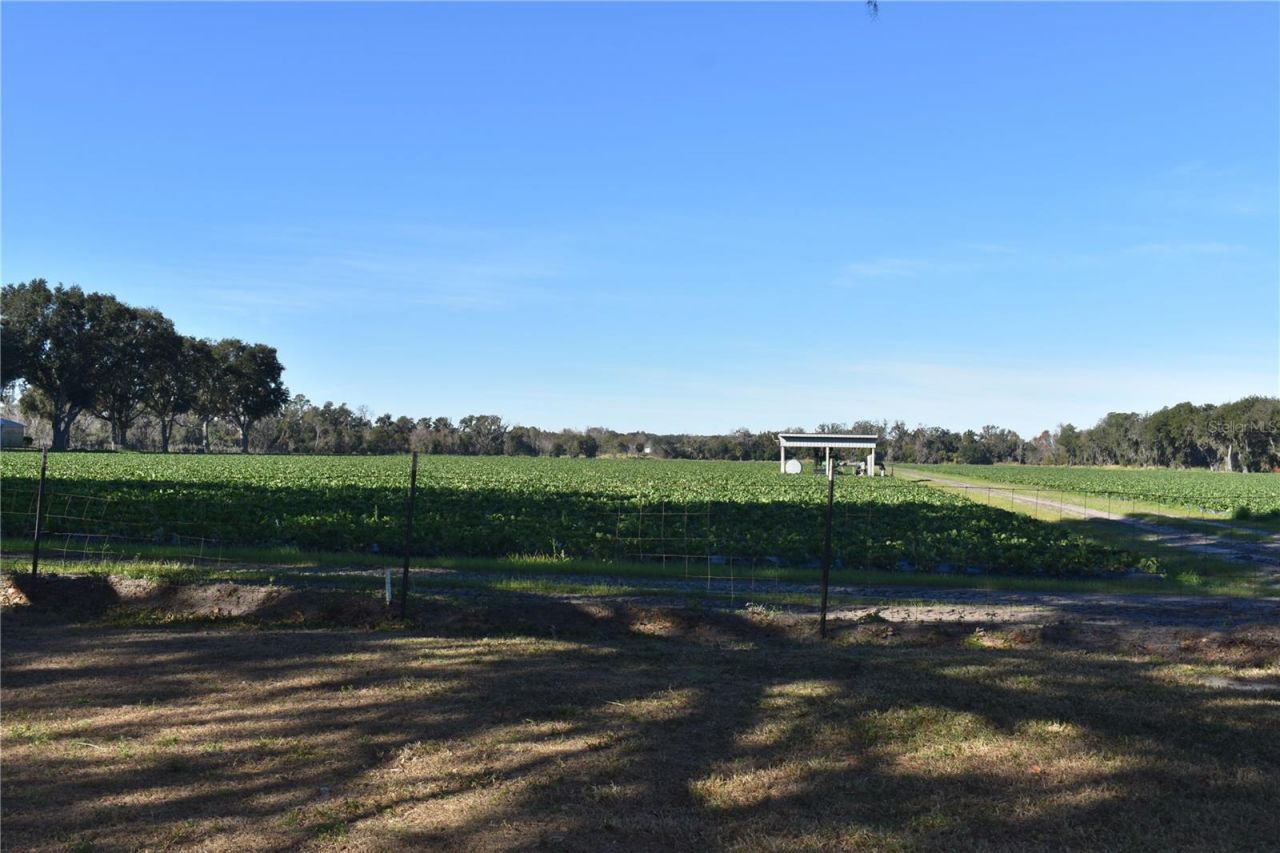 5319 W Trapnell Road, Dover, FL 33527 Photo