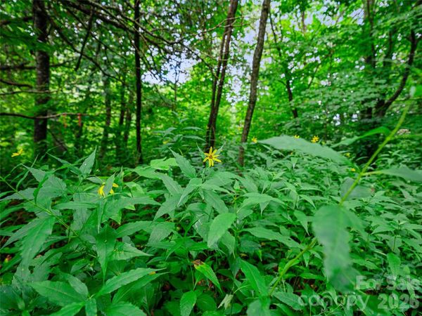 0 Ogle Meadows Road , Burnsville, NC 28714