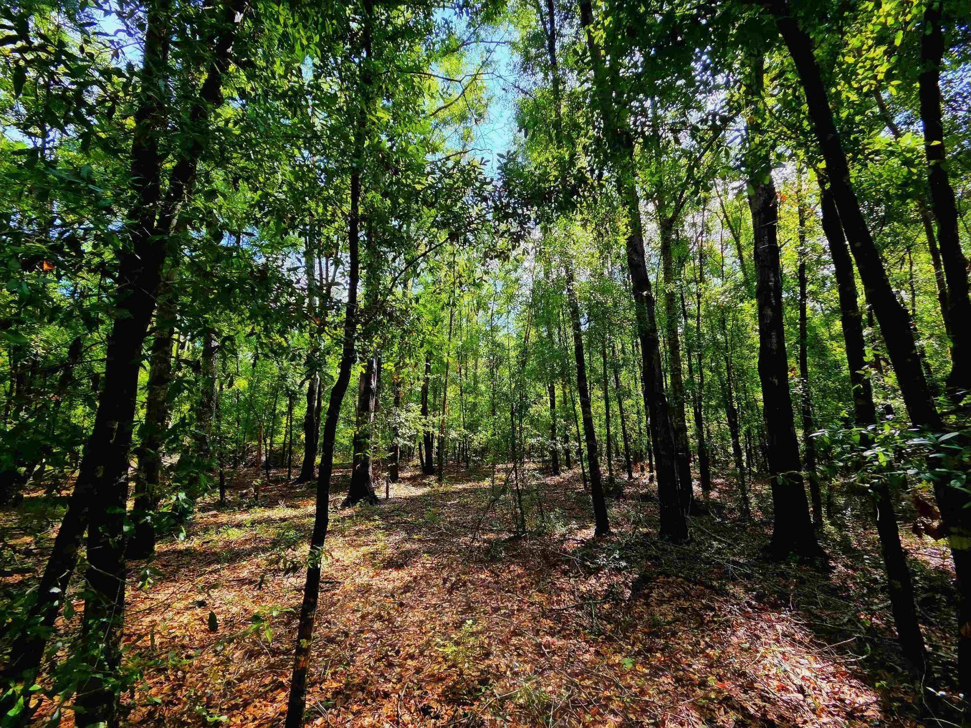 1 Acre NE Hickory Grove Road, Pinetta, FL 32350 Photo