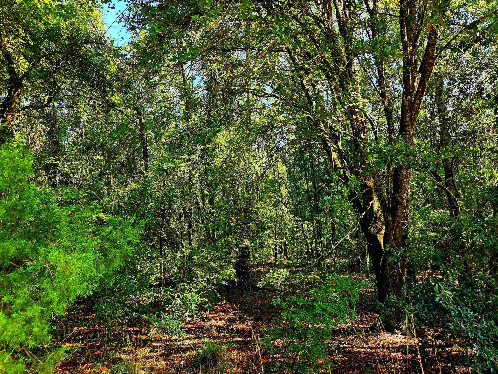 1 Acre NE Hickory Grove Road, Pinetta, FL 32350 Photo