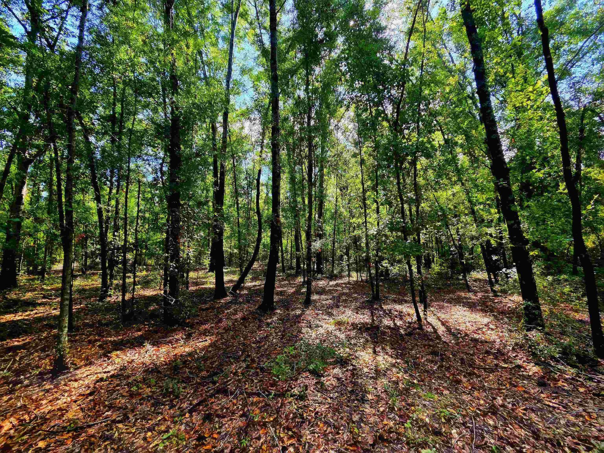 1 Acre NE Hickory Grove Road, Pinetta, FL 32350 Photo
