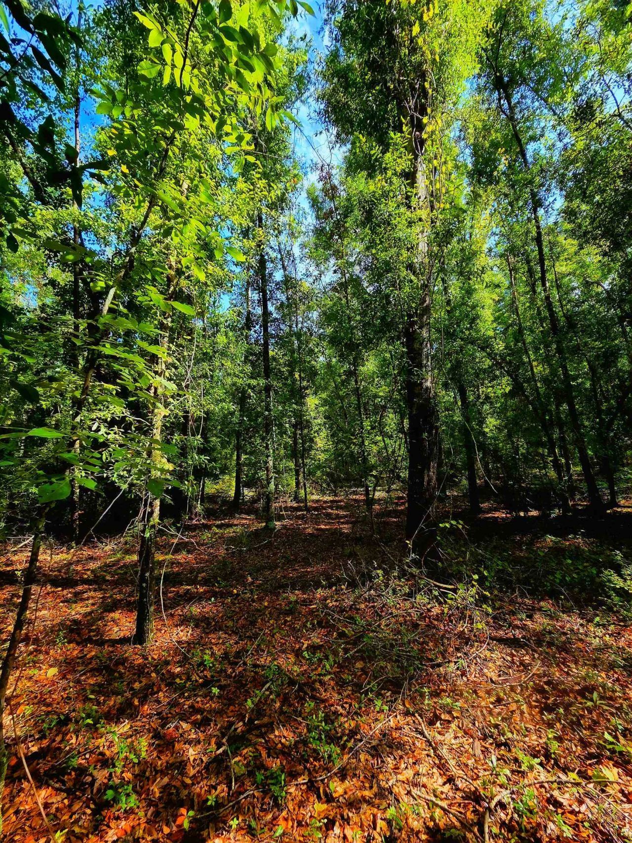 1 Acre NE Hickory Grove Road, Pinetta, FL 32350 Photo
