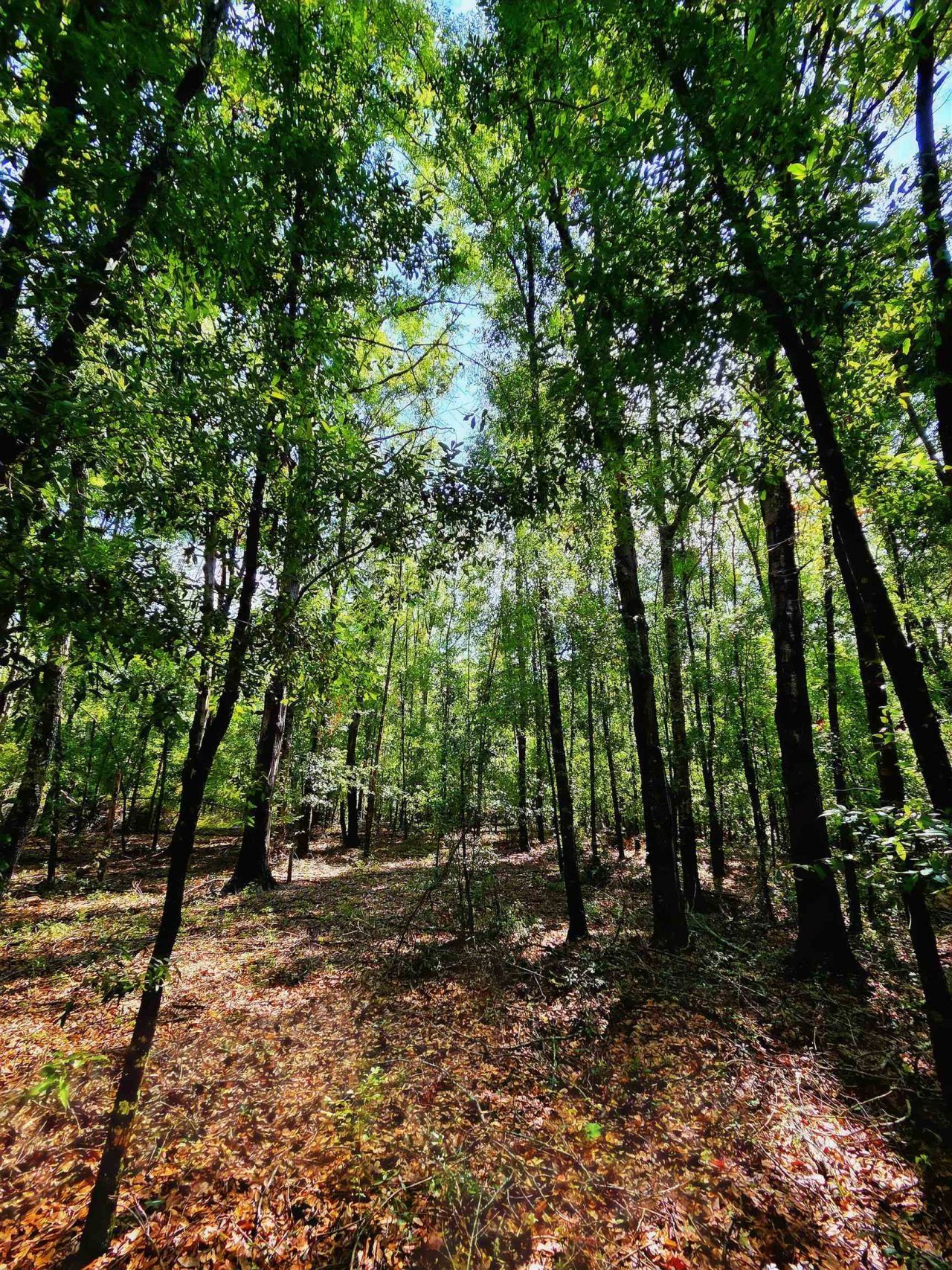1 Acre NE Hickory Grove Road, Pinetta, FL 32350 Photo