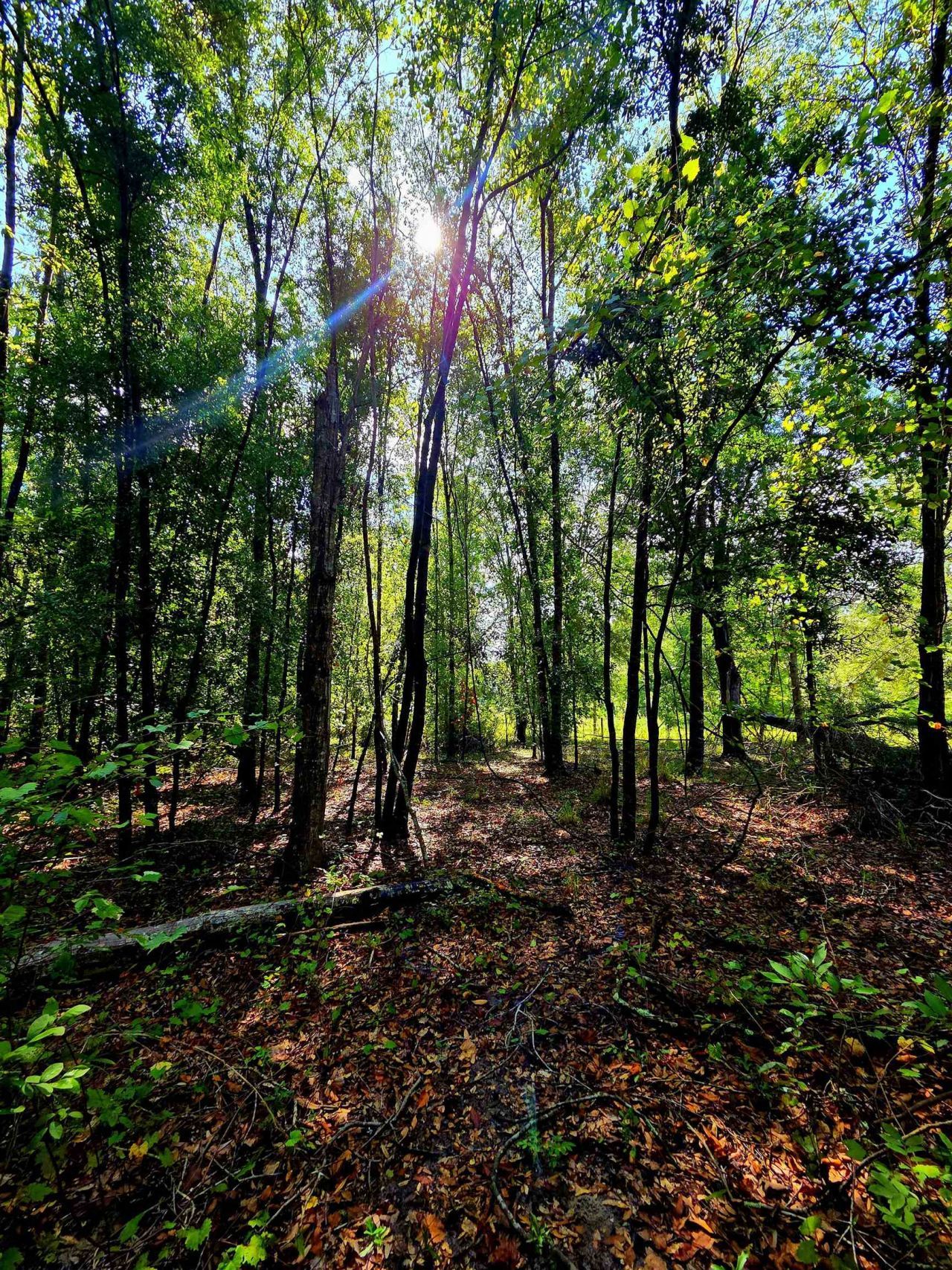 1 Acre NE Hickory Grove Road, Pinetta, FL 32350 Photo