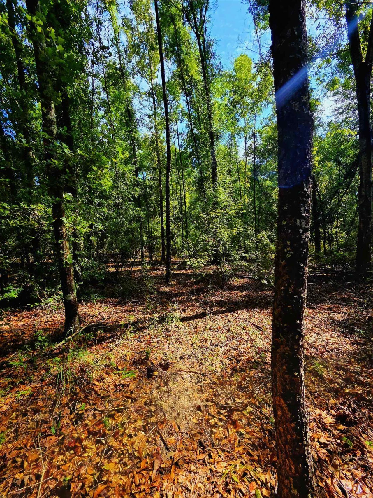 1 Acre NE Hickory Grove Road, Pinetta, FL 32350 Photo
