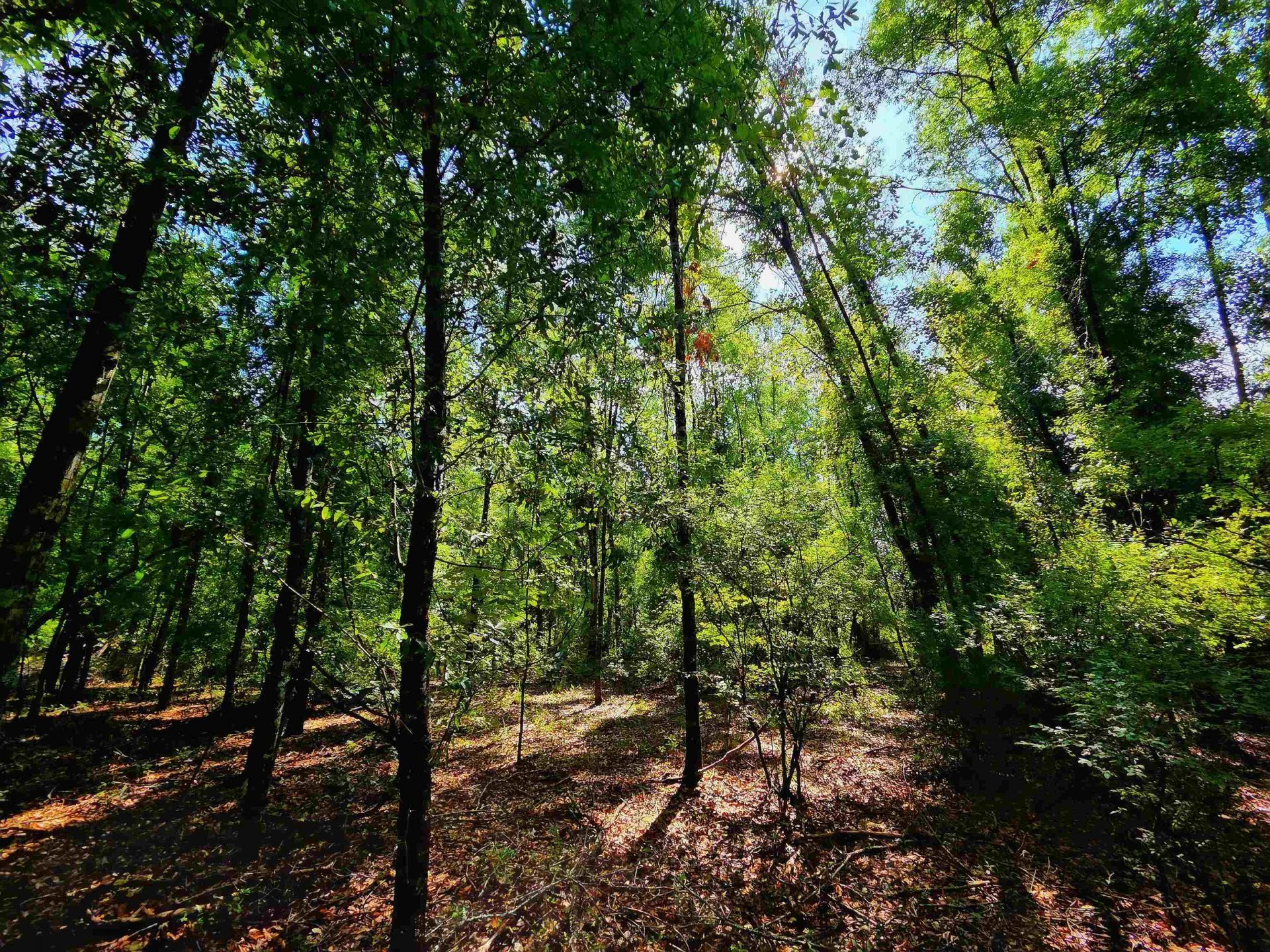 1 Acre NE Hickory Grove Road, Pinetta, FL 32350 Photo