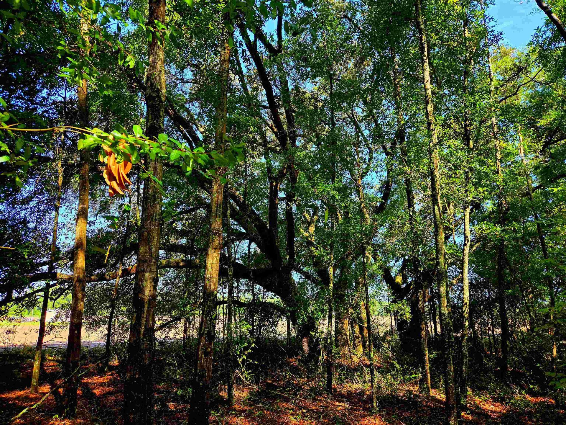 1 Acre NE Hickory Grove Road, Pinetta, FL 32350 Photo