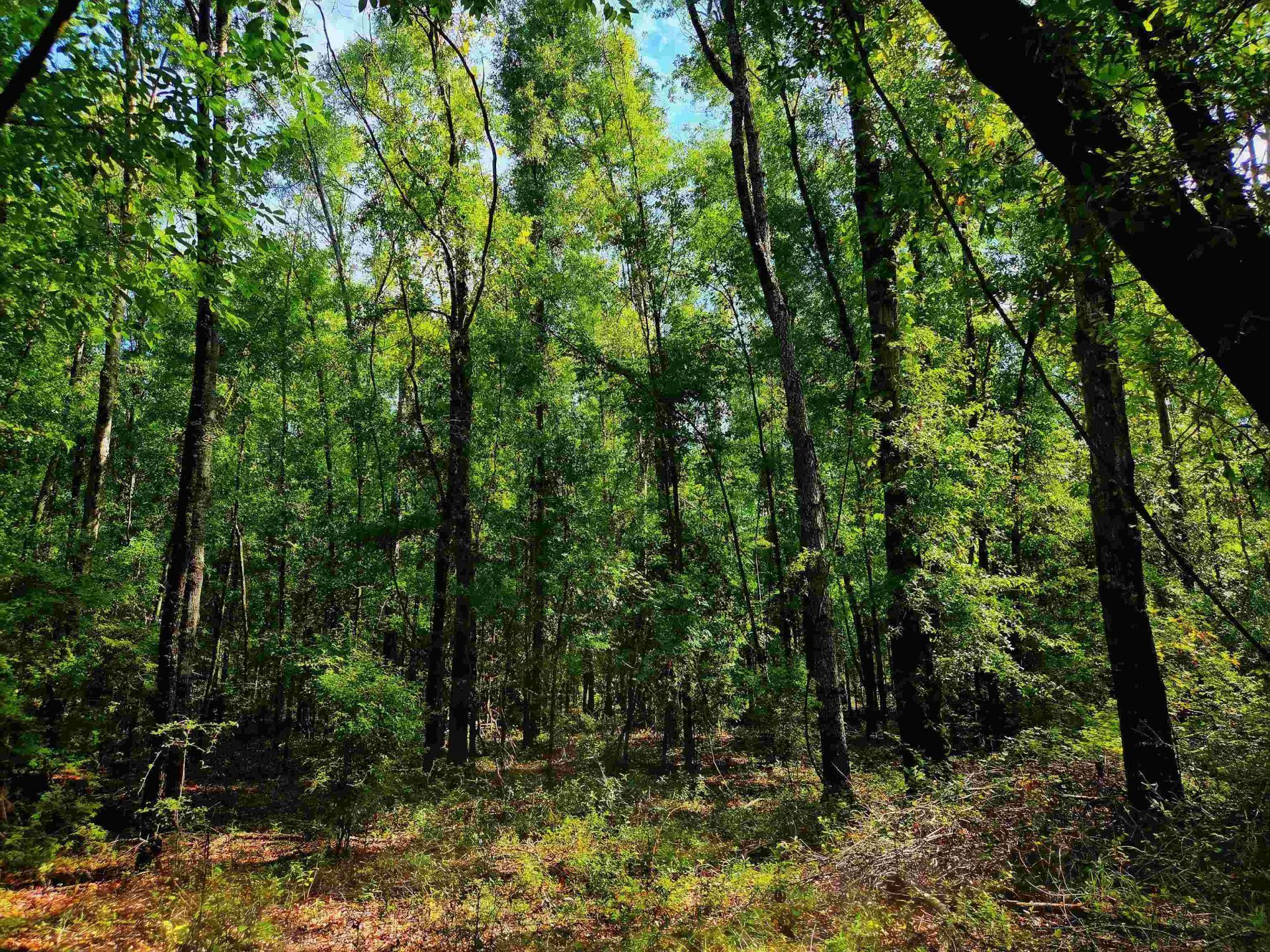 1 Acre NE Hickory Grove Road, Pinetta, FL 32350 Photo