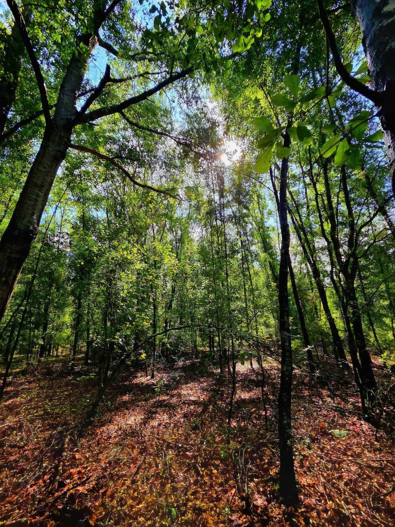 1 Acre NE Hickory Grove Road, Pinetta, FL 32350 Photo