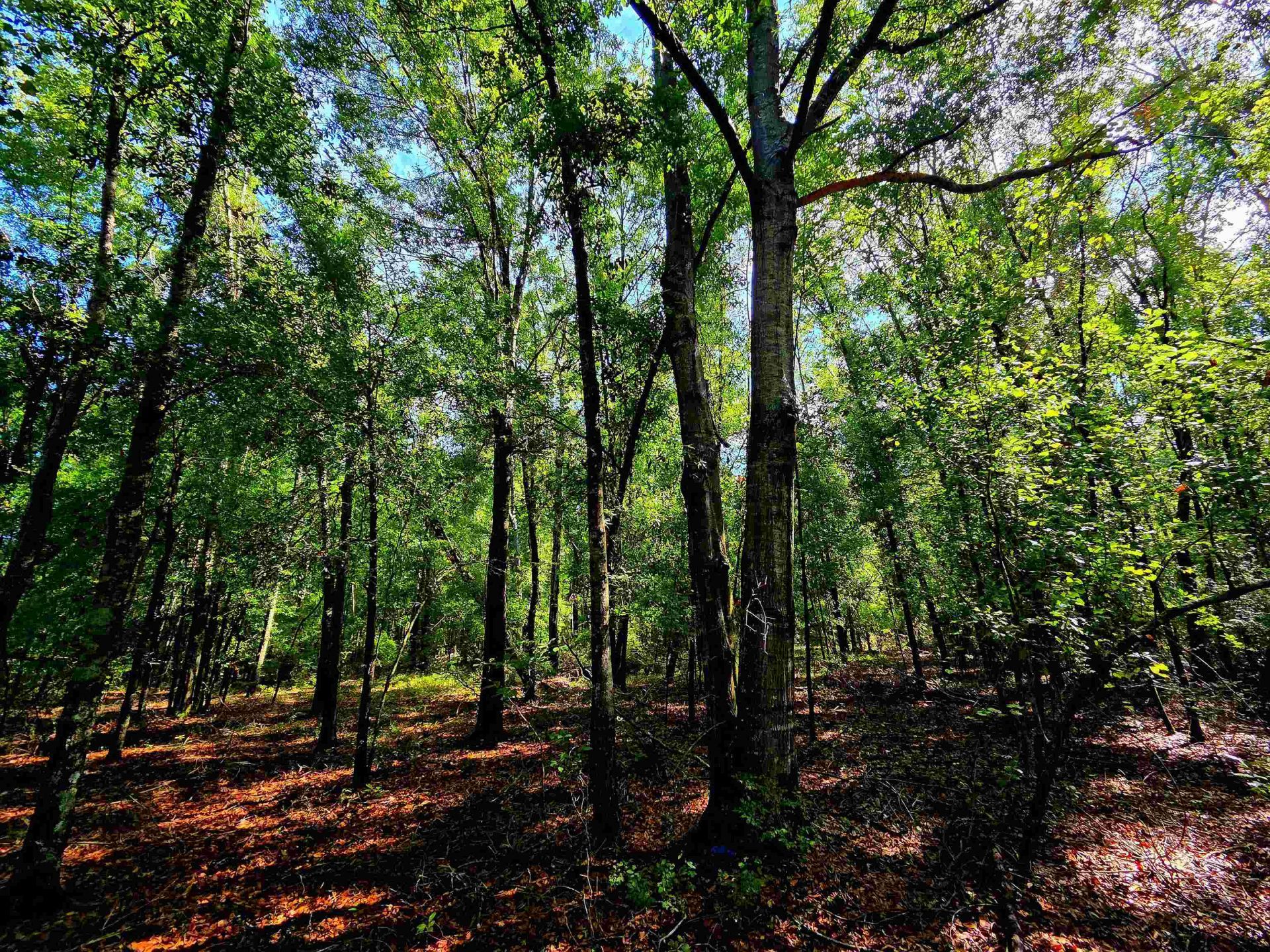 1 Acre NE Hickory Grove Road, Pinetta, FL 32350 Photo
