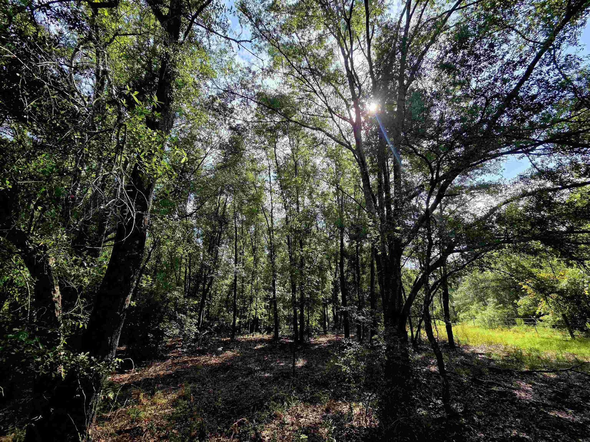 1 Acre NE Hickory Grove Road, Pinetta, FL 32350 Photo