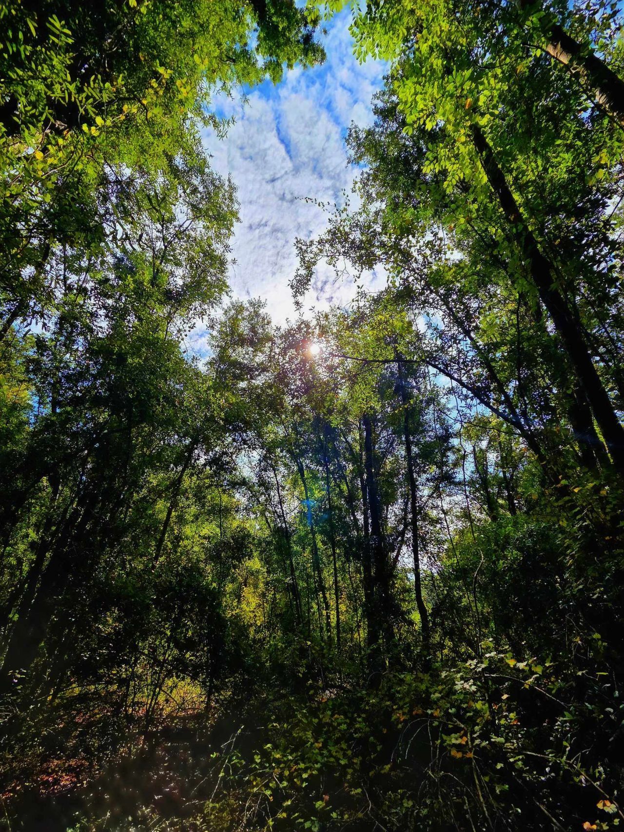 1 Acre NE Hickory Grove Road, Pinetta, FL 32350 Photo