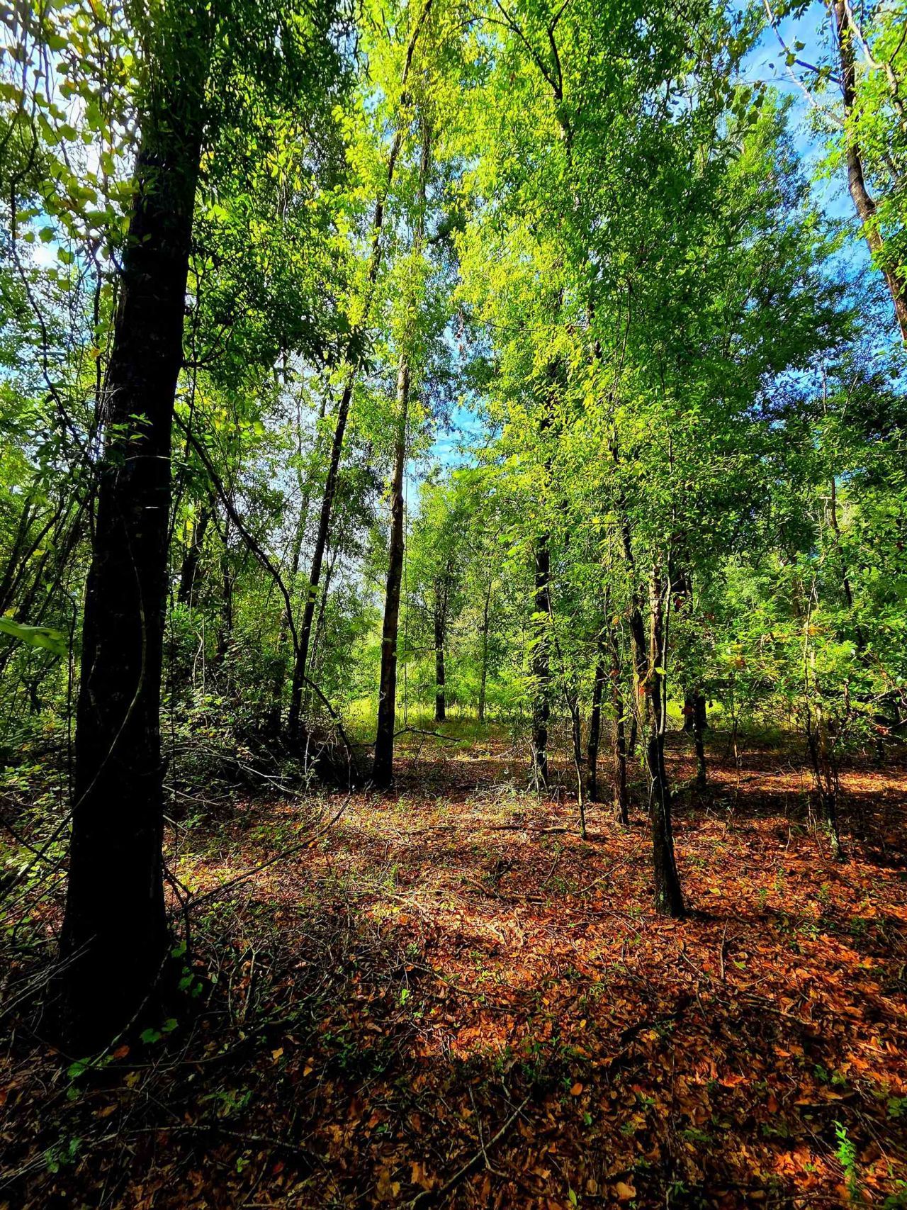 1 Acre NE Hickory Grove Road, Pinetta, FL 32350 Photo
