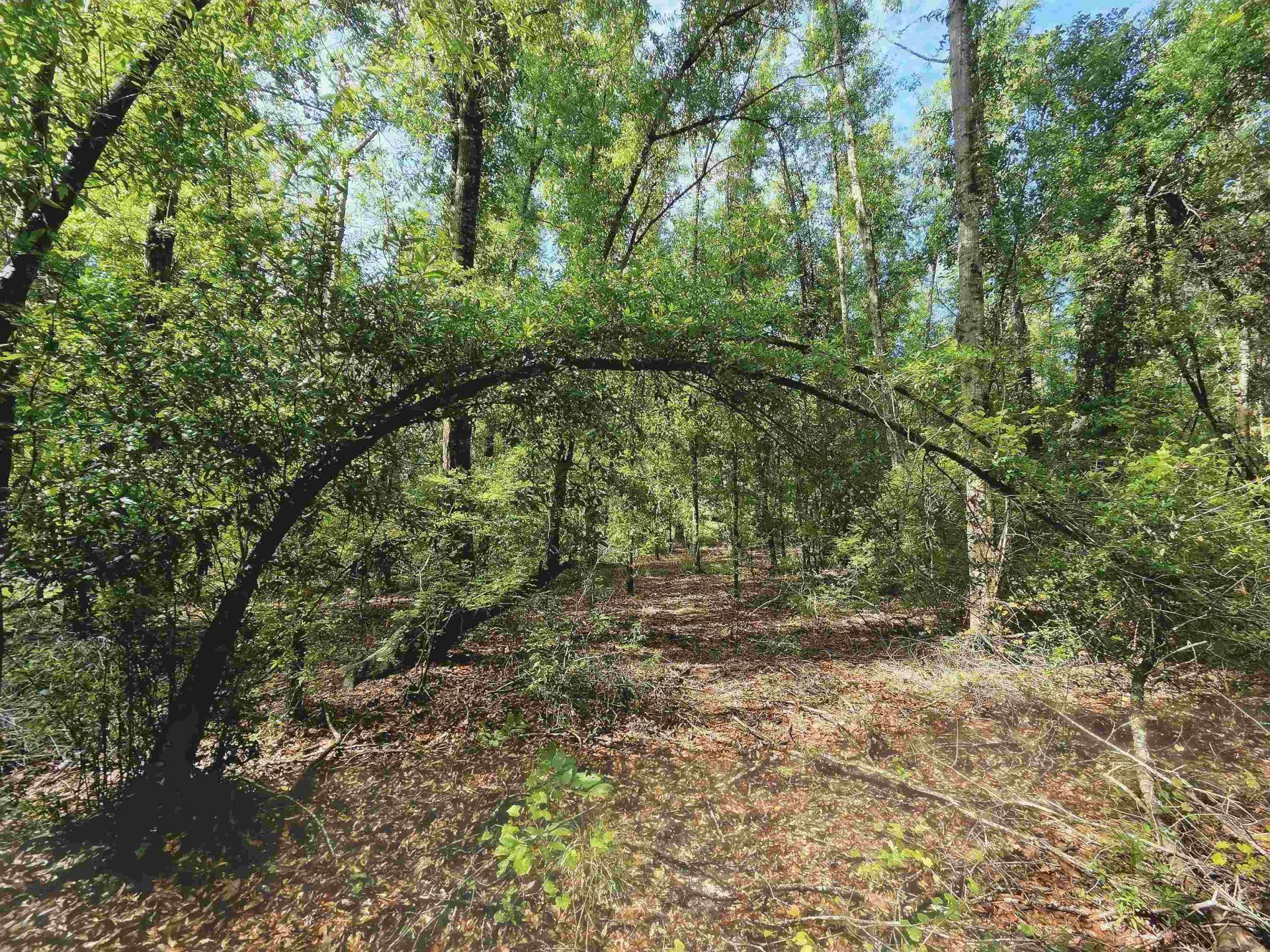 1 Acre NE Hickory Grove Road, Pinetta, FL 32350 Photo