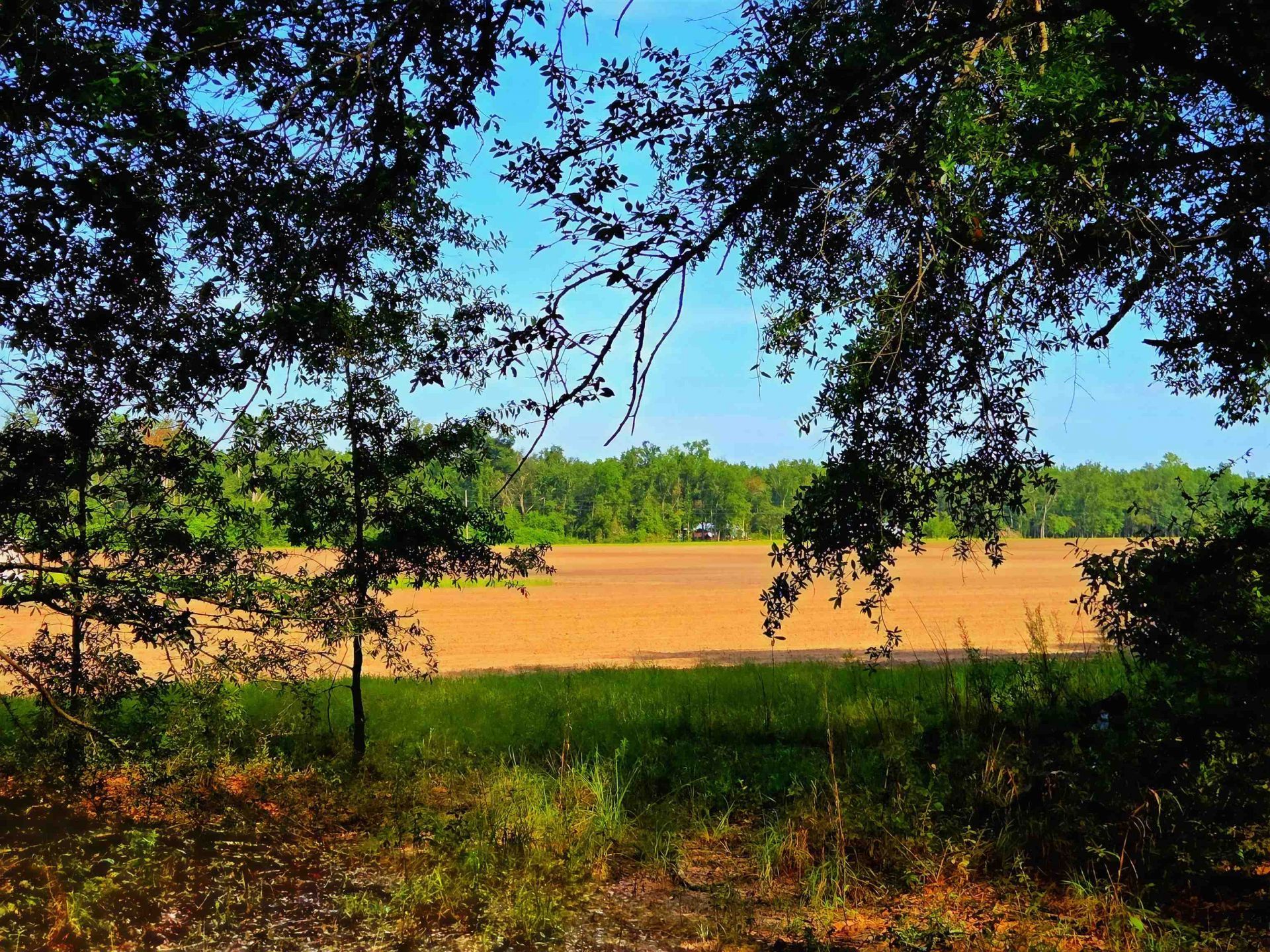1 Acre NE Hickory Grove Road, Pinetta, FL 32350 Photo