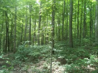 8888 Hales Fork Road, Dewitt, KY 40930