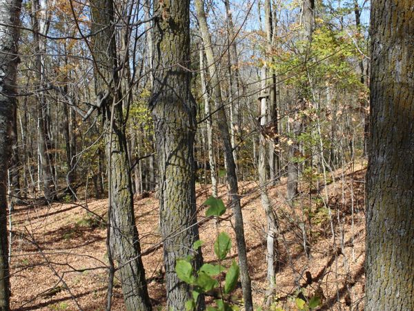 TBD Woods Road , Isle, MN 56342