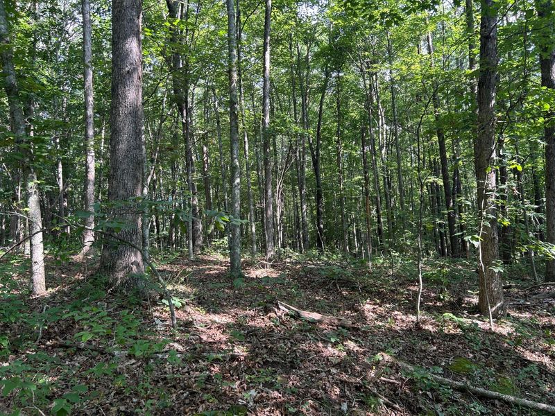 6741 Big Spruce Little Bear Road , Otway, OH 45657 Photo 10
