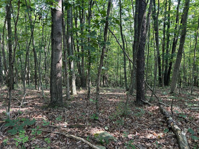 6741 Big Spruce Little Bear Road , Otway, OH 45657 Photo 15