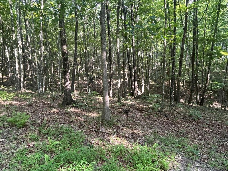 6741 Big Spruce Little Bear Road , Otway, OH 45657 Photo 19