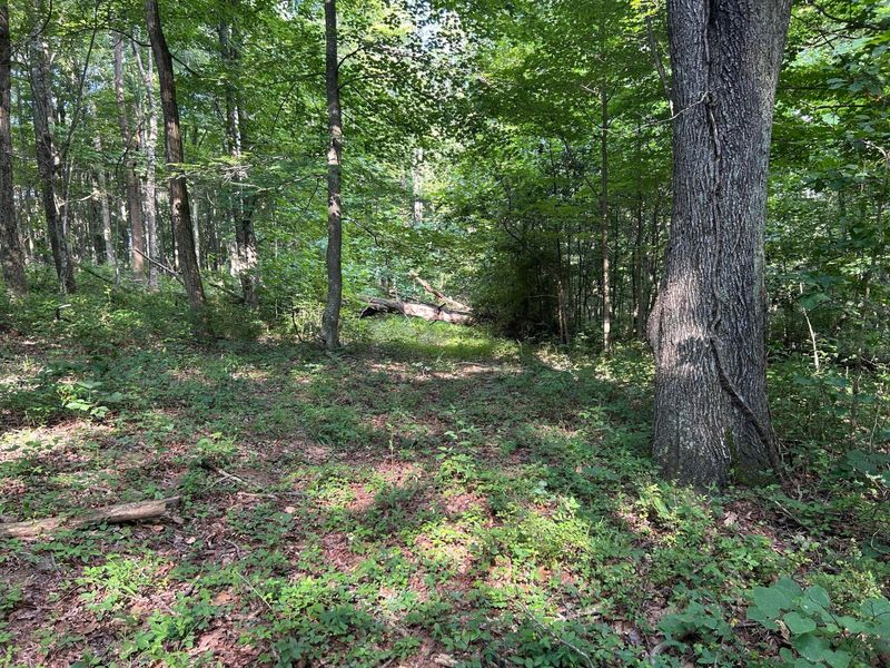 6741 Big Spruce Little Bear Road , Otway, OH 45657 Photo 3