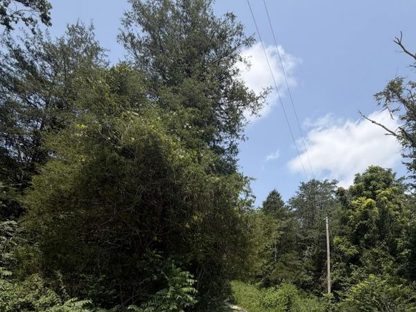 2544 Hinds Creek Rd, Heiskell, TN 37754