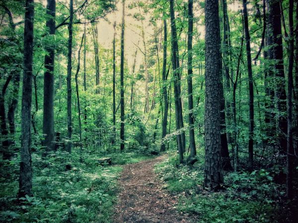 LOT 2 AND 3 LOST VALLEY Drive, Greenbrier, AR 72058