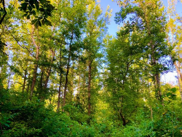 0 Copper Springs Road , Springville, TN 38256