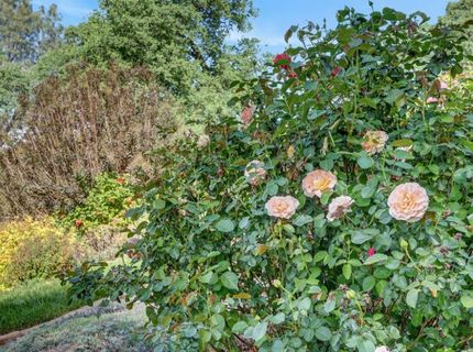 1760 Red Fox Rd, Placerville, CA 95667 Photo