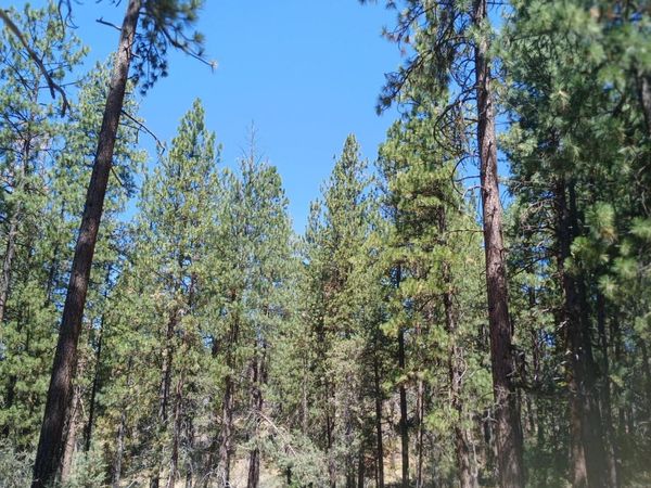 0 Oriole Drive, Unit Lot 12, Bonanza, OR 97623
