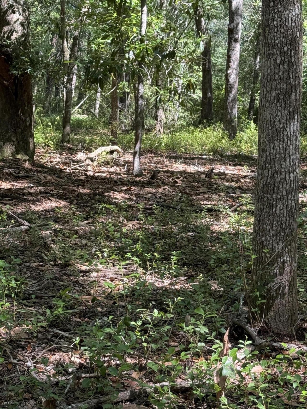 0 Gnarled Oaks Lane Photo 26