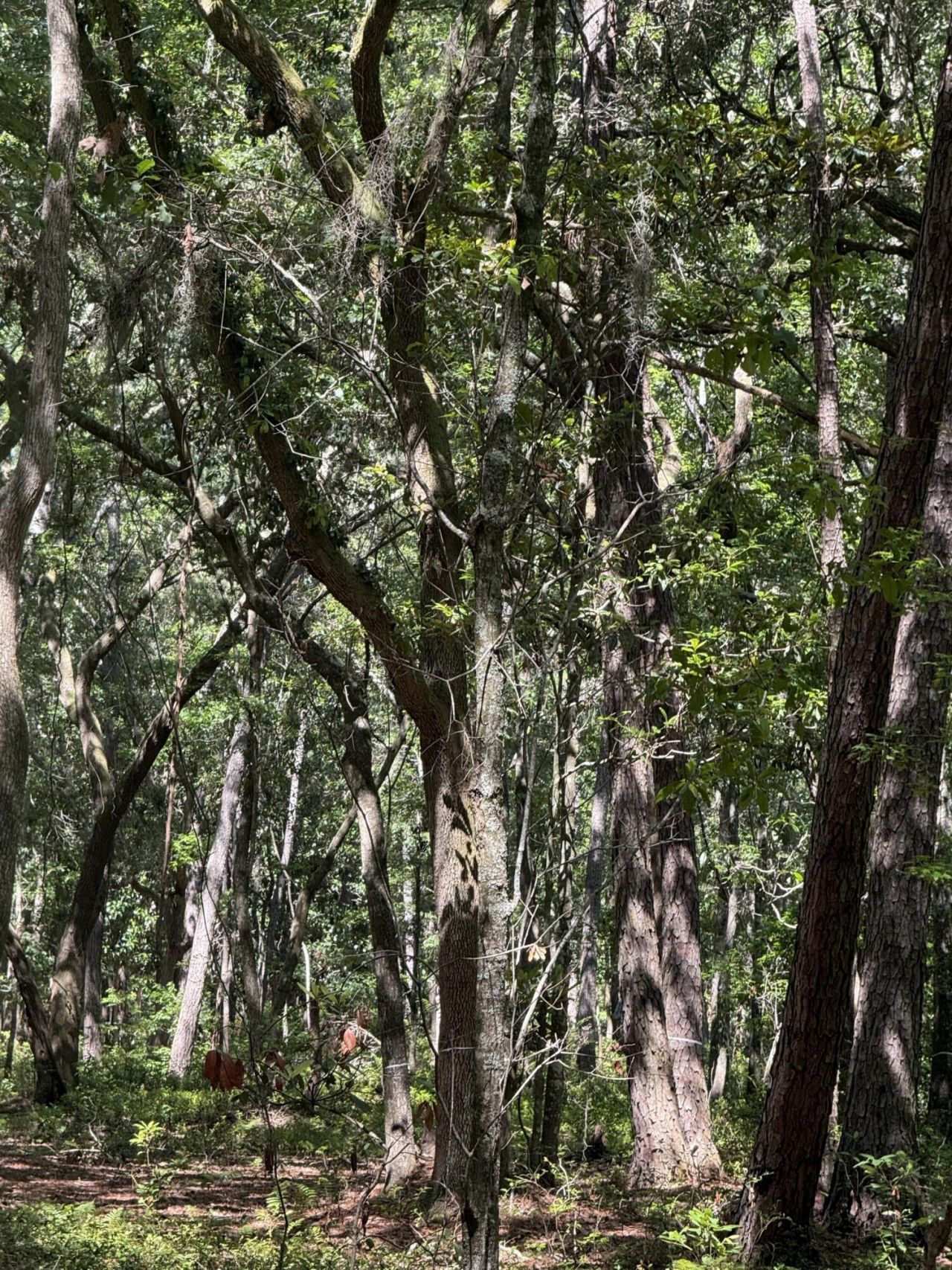 0 Gnarled Oaks Lane Photo 27